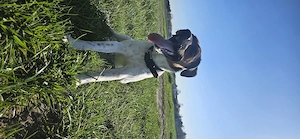 Hund abzugeben Jack Russell 