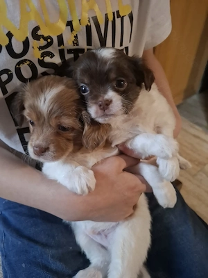 Niedliche Chihuahua Mix Welpen 