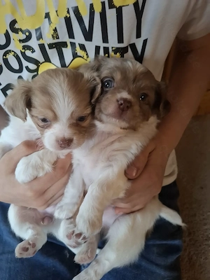 Niedliche Chihuahua Mix Welpen 