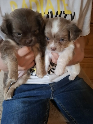 Niedliche Chihuahua Mix Welpen 