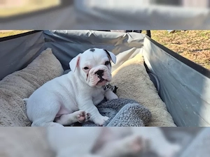 Französische Bulldogge Welpe sucht Körbchen auf Lebenszeit (abgabebereit)