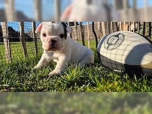12 Wochen alte Französische Bulldoggenwelpen zu verkaufen