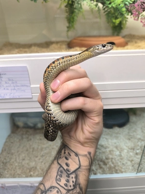 thamnophis sirtalis het melanistisch