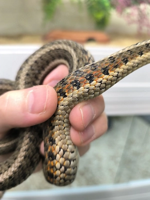 thamnophis sirtalis het melanistisch