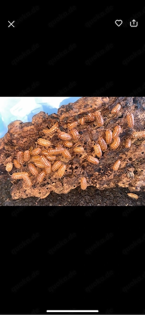 Armadillidium pallasii orange, 100 Stück 50,- , Rollassel, Assel