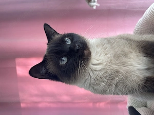 Liebe Siam (Thai) sucht Zuhause 2jahre