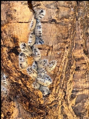 Porcellio leavis, Panda Asseln, Bodenpolizei, 100 Stück  30,- 