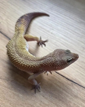 Leopardgecko weibchen 
