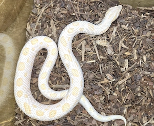 1.0 Arctic Anaconda Albino (AAA) het Axanthic DNZ 23 Heterodon Nasicus Hakennasennatter