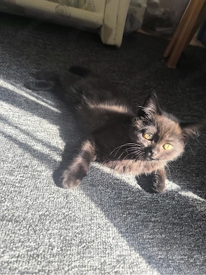 ich brauch ein mädchen katze für heiraten 