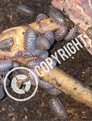 Armadillidium granulatum, 100 st. 50,- , Rollassel, Assel