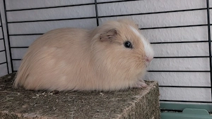 Meerschweinchen Böcke 