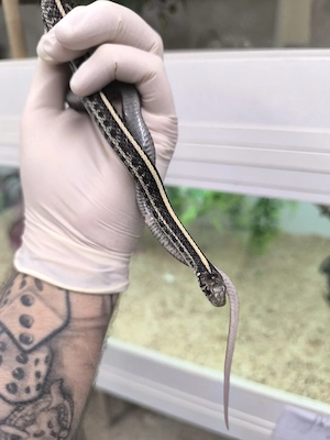Thamnophis radix het. Pearl