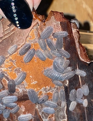 Armadillidium Peraccae, 100 St  40,- , Rollassel, Assel