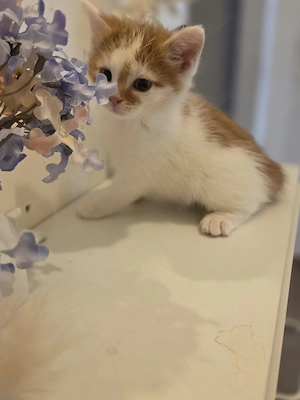 Schöne Katzen Bild 5