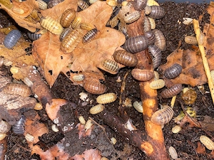 Armadillidium spec. "St. Lucia", 20 st  15,- , Rollassel, Assel