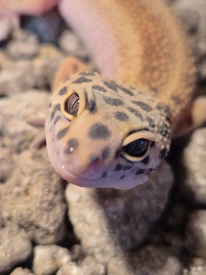 Leopardgeckos von 2025