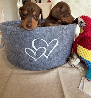 Zwergdackel Welpen Rüde und Hündin