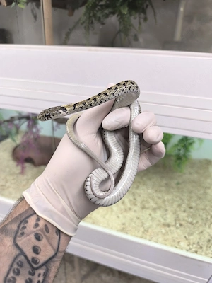 Thamnophis marcianus 