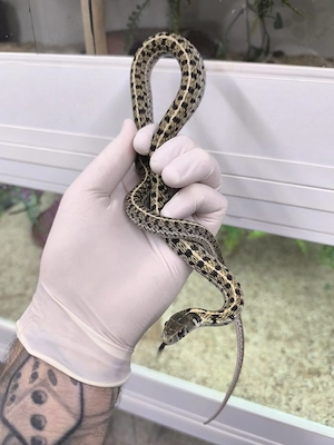 Thamnophis marcianus 