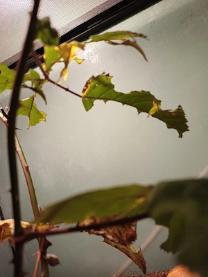 gebe einige gelbe wandi ab 