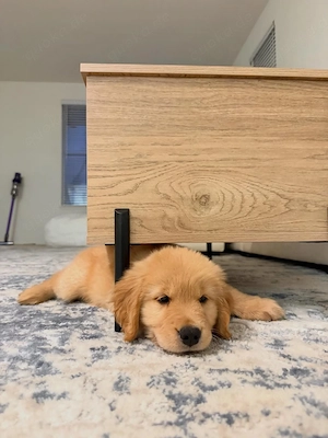 Wunderschöne kastrierte Golden-Retriever-Welpen