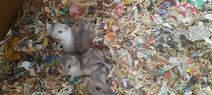 Dzungarischer Zwerge aus liebevoller Hobbyhaltung