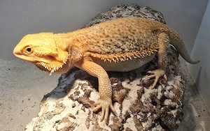 Hypo Trans het Witblits Weibchen 