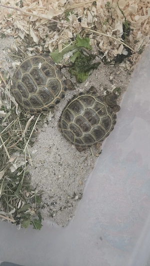 Gebe Schildkröten von 2025 ab