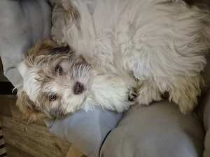 Havaneser Traumwelpen