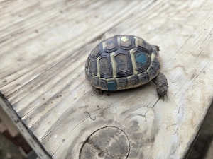 Schildkröte NZ Griechische Landschildkröten (THH) 2024 mit EU-Bescheinigung   Lokalform Toskana Bild 7