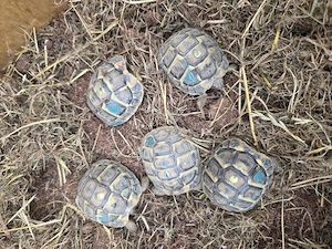  Schildkröte NZ Griechische Landschildkröten (THH) 2024 mit EU-Bescheinigung Lokalform Toskana Bild 2
