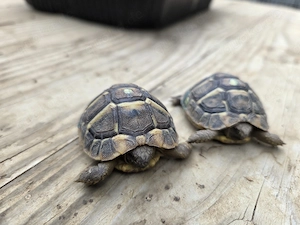  Schildkröte NZ Griechische Landschildkröten (THH) 2024 mit EU-Bescheinigung Lokalform Toskana Bild 3