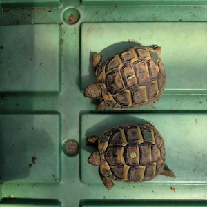 Schildkröte NZ Griechische Landschildkröten (THH) 2024 mit EU-Bescheinigung   Lokalform Toskana Bild 8