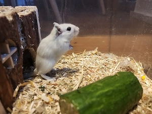 männliche Rennmaus geboren am 01.02.2026