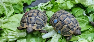 Schildkröte NZ Griechische Landschildkröten (THH) 2024 mit EU-Bescheinigung 