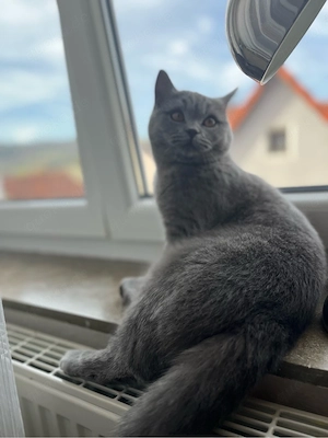 BKH Kitten, weiblich 8 Monate alt