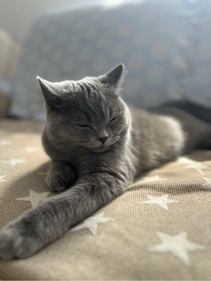 BKH Kitten, weiblich 8 Monate alt