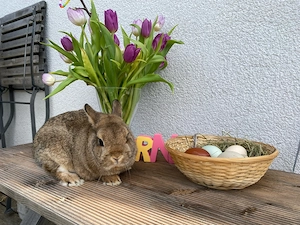 Zwergkaninchen Kastrat