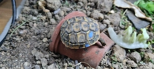 Schildkröte NZ Griechische Landschildkröten (THH) 2024 mit EU-Bescheinigung  Bild 3