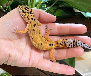 Leopardgecko Weibchen ENZ 2025
