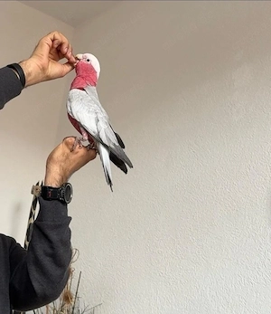 Wunderschöner Galah-Kakadu (Rosa Kakadu) zu verkaufen