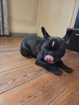 französische Bulldogge Weibchen