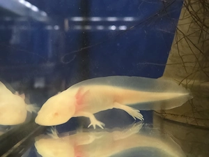 Axolotl Weißlinge, Wildlinge, Harlekin und Goldalbino 13cm abzugeben Jungtiere
