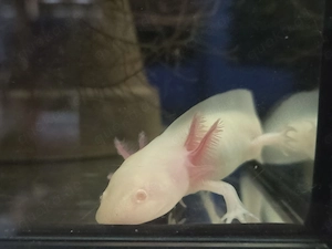 Axolotl Weißlinge, Wildlinge, Harlekin und Albino Red Eye 13cm abzugeben Jungtiere