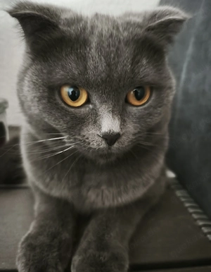 BKH sucht ein liebevolles Zuhause 