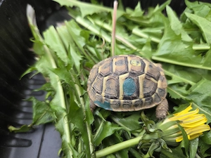 Schildkröte NZ Griechische Landschildkröten (THH) 2024 mit EU-Bescheinigung   Lokalform Toskana Bild 2