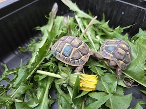  Schildkröte NZ Griechische Landschildkröten (THH) 2024 mit EU-Bescheinigung Lokalform Toskana Bild 5
