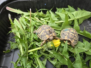 Schildkröte NZ Griechische Landschildkröten (THH) 2024 mit EU-Bescheinigung   Lokalform Toskana