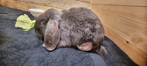 Handicap Kaninchen Abzugeben 